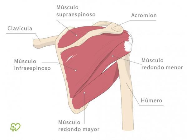 Imagen de los músculos que componen el Manguito de los Rotadores