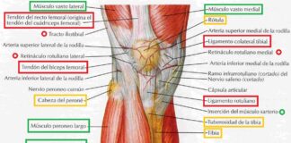 tendones rodilla