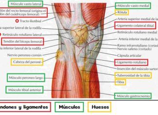TENDINITIS rotuliana o patelar 【Cuida tu tendón rotuliano】 tendones rodilla